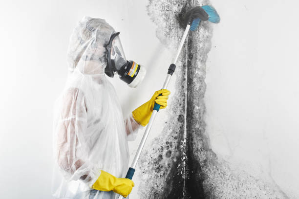 Best Basement Mold Removal  in Pleasant Valley, WV