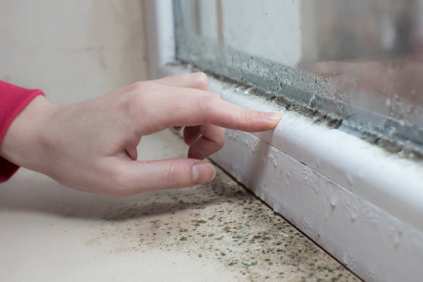 Best Emergency Mold Remediation  in Pleasant Valley, WV