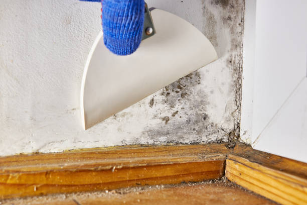 Mold Documentation for Insurance Claims in Pleasant Valley, WV